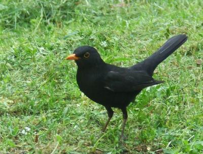 Прикрепленное изображение: 004.jpg